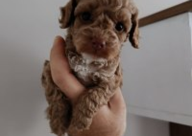 Toy  poodle 3 aylık